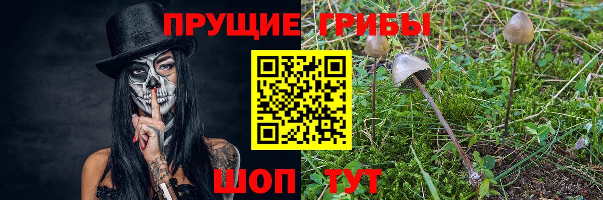 Псилоцибиновые грибы Psilocybine cubensis Гатчина